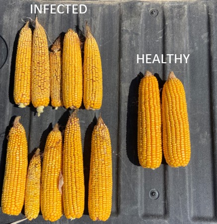 infected corn next to healthy corn