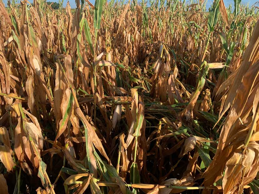 Drought-stressed corn starting to lodge in Eastern, NE